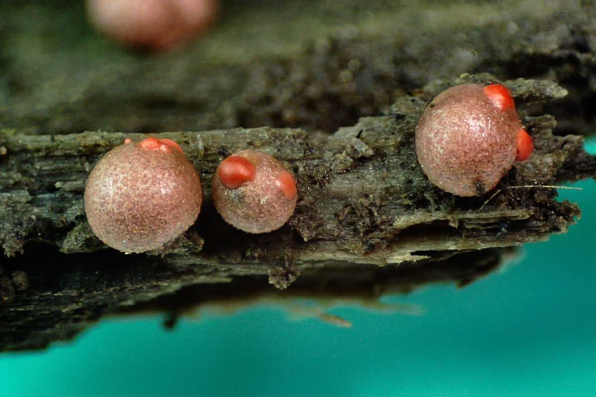 che mixomicete � ?  - Lycogala sp.